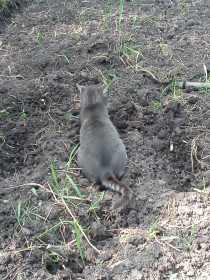 Кот Кузьма, 1 год, 4 кг. пгт Архара