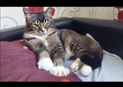 Бусик, 3 года, вес 5 кг