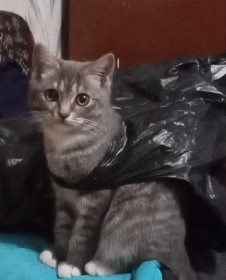 Пуся, 7 месяцев. п. Архара