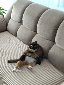 Мурка, 7 лет, г. Благовещенск