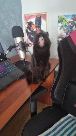 Лютик, девочка, 3 года. г. Благовещенск