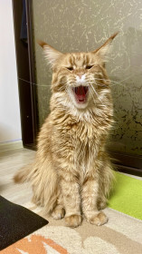 Мейн-кун Ира, 2 года, 6 кг. г. Благовещенск