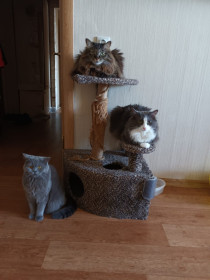 Семейный портрет:  Сима, Тихон (5 лет) и Тайсон