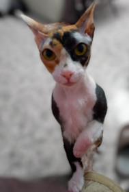 Анфиса, 2 года, г. Благовещенск