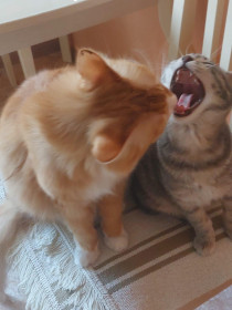 Алиса, 10 лет, и Сима, 6 месяцев