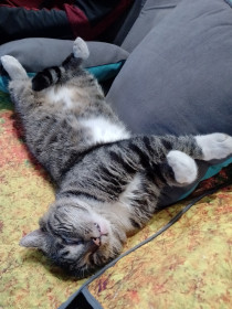 Василий - покоритель кошачьих сердец)