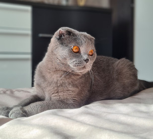 Наш любимый Жорик с янтарными глазами