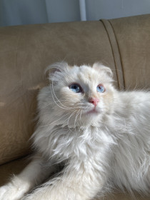 Эмма, 5 месяцев