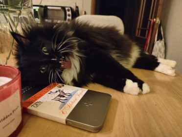 Аврора, 7 лет, 7 кг. г. Благовещенск