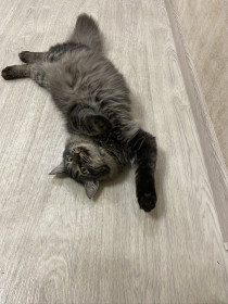 Кот Мартин, 3 года