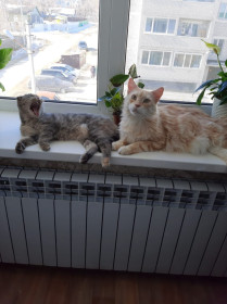 Масяня, 8 лет, и Арчи, 9 лет. с. Чигири