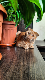 Фокс, 4 года, 7 кг. г. Благовещенск