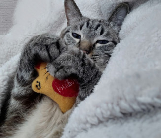 Кот Тимоха со своей любимой игрушкой