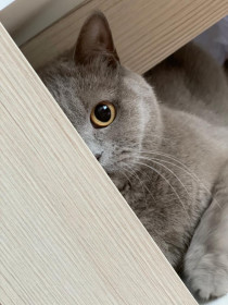 Пуша. 5 лет. г. Зея