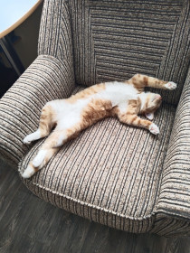 Филя. 1 год, 6 кг. Ивановский район