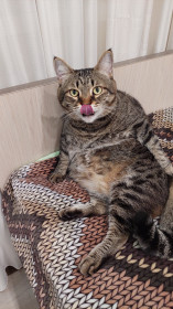 Тимоша, 10 лет, вес 9 кг. г. Благовещенск