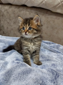 Маленький 3-месячный тигр Кеша из  с. Поярково