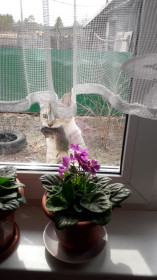 Кошка Мася, 2 года, 3 кг. с. Чембары, Свободненский район