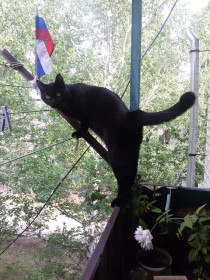 Кот Тимоша 10 лет, 6 кг. г. Циолковский