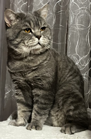 Бакс. Просто создан быть генеральным директором