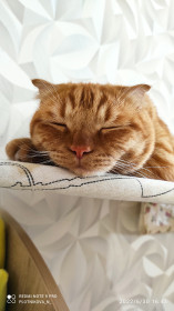 Котик, 1,5 г., г. Благовещенск