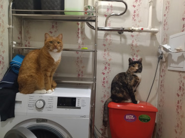 Рыжик, 4 года. Моська, 1 год. г. Сковородино