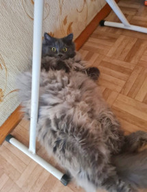 Семён, 6 лет. г. Райчихинск