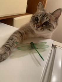 Софья, 5 лет, 3 кг. г. Благовещенск