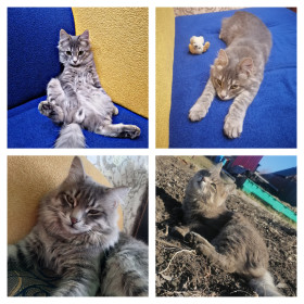 Мурзик, 2 года, 4 кг. г. Сковородино, Амурская область