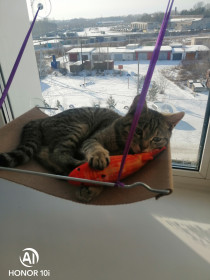 Мартик, 3,5 кг, 4 года. г. Благовещенск