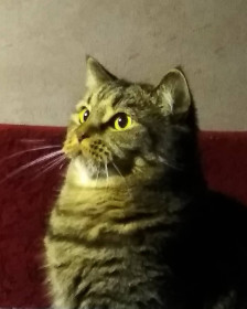 Кот Георгий, 12 лет. г. Благовещенск