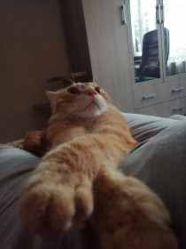 Рыжий, 3 года. г. Благовещенск