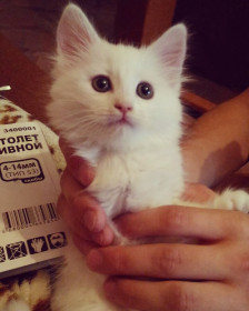 Буся, 5 лет. г. Благовещенск