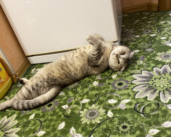 Кошка Боня, 4 года