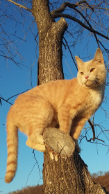 Филимон, он же Фил, он же Филька, 5 лет, 4 кг. г. Благовещенск