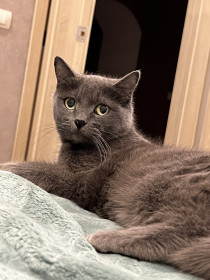 Алиса, 14 лет, 2,5 кг., г. Благовещенск