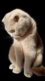 Тим, почти 2 года, г. Благовещенск