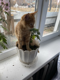 Лёвушка, 7 месяцев