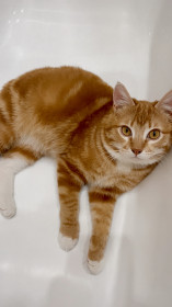 Рыжик, 2,5 года