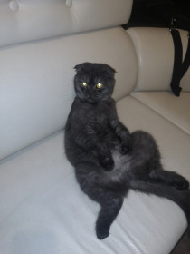 Шанни, 1 годик, г. Белогорск