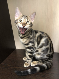 Мия, 2 года. г. Благовещенск