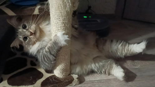 Лисса. 3,5 года. г. Благовещенск