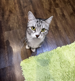 Сэм, 4 года, г. Свободный