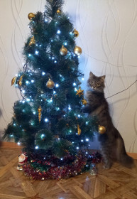 Серенький, 3 года. с. Екатеринославка