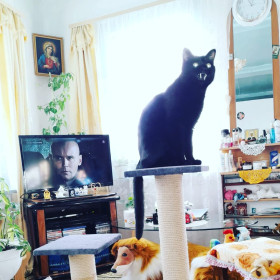 Кот Семик, 11 мес., 6 кг. г. Благовещенск