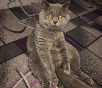 Мурзик, 2 года