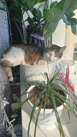 Маруся, 1,5 года., п. Новобурейский