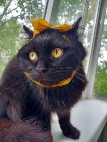 Басик,1 год , 4 кг., п. Новобурейский