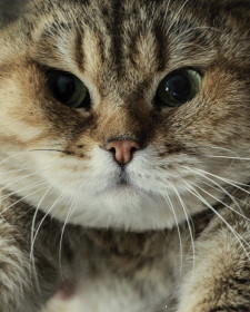 Лео, 8 лет, г. Благовещенск