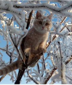 Персик, 6 месяцев. г. Зея